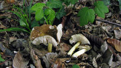 Pluteus_romellii_SP_AWP_20220427.thumb.JPG.1bc61ad258b3372c85dad54d8a0bc31c.JPG