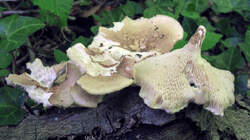 Lentinus_arcularius_2_AWP_20220506.thumb.JPG.b3b2129a57b19da413563f13df874df6.JPG