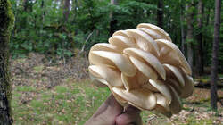 Pleurotus_pulmonarius_20220520.thumb.jpg.1d6ef2ec83f5b148d66e872da2c249ba.jpg