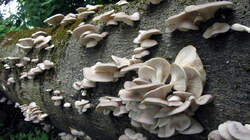 Pleurotus_pulmonarius_3_20220520.thumb.JPG.7f56f7a54da778e73275304a161048f2.JPG