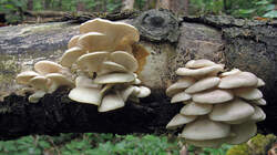 Pleurotus_pulmonarius_4_20220520.thumb.JPG.5028e764af7f756b52f5779633325774.JPG