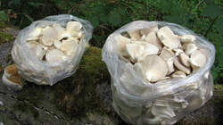 Pleurotus_pulmonarius_5_20220520.thumb.JPG.8f310221420fc0afe981704a5db2972c.JPG