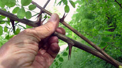 Robinia_pseudoacacia_AWP_20220512.thumb.JPG.b139438d76c8ed6fdcbbe350f54ddd25.JPG