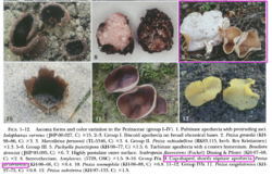 385224387_2022-06-1617_37_23-Phylogenetics_of_the_Pezizaceae_with_an_Emphasis_o.pdf-AdobeAcrobatReaderDC.thumb.png.bbcccf3b384c6e2df9badb2fd55cd953.png