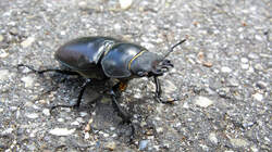 Lucanus_cervus_AWP_20220529.thumb.JPG.b4ba140d45fddc9e36c702e80bade3da.JPG