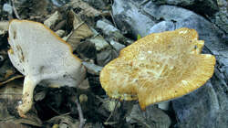 Polyporus_tuberaster_AWP_20220529.thumb.jpg.e3e4b3337f8f48a953bb047f862ca39b.jpg