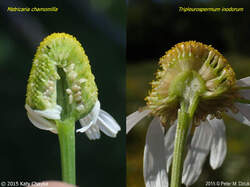 matricaria-chamomilla-tripleurospermum-inodorum-comparison.thumb.jpg.b05c335595531724c97959c170d8f227.jpg