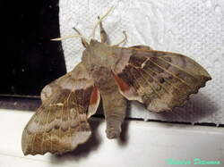1065071711_Laothoepopuli1.thumb.JPG.bbb3c809ee37ed2b85f8405de6bd4af9.JPG