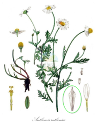 1898009595_2022-07-0719_53_58-HistoricaldrawingofAnthemisruthenica(RuthenianChamomile)-iFloraShop-Fo.thumb.png.a2415ac809ed271c45dda9a8d2569d5b.png