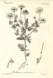 2022-07-07 19_55_56-Anthemis austriaca Jacq. — Mozilla Firefox.png