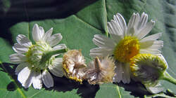 Anthemis_ruthenica_8_AWP_20220708.thumb.JPG.9091107044bc7e4859ea3d5f53b3db15.JPG