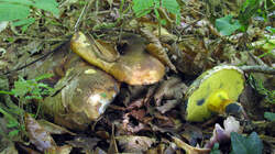 Boletus__pulverulentus_AWP_20220628.thumb.JPG.ecc6c862ab6efbc2f482a94d87ee9b7a.JPG