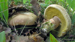 Boletus_reticulatus_AWP_2022010.thumb.JPG.1da67c996483a921577e465c2e4d3eb6.JPG