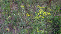 Foeniculum_vulgare_AWP_20220626.thumb.JPG.f9512ad0b2d9c15f5b359efa3850fb44.JPG