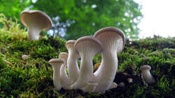 Pleurotus_pulmonarius_2-AWP_20220628.thumb.JPG.fbd0c17f85bcdd15aaa4fae30828a9d3.JPG