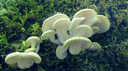 Pleurotus_pulmonarius_4AWP_20220708.thumb.JPG.fe527dd9507221669cff890262c21465.JPG