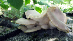 Pleurotus_pulmonarius_6AWP_20220708.thumb.JPG.b739a34c6c5246cb8938ce2ff21de4c1.JPG