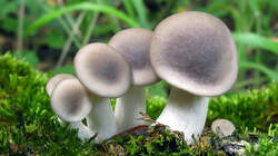 Pleurotus_pulmonarius_AWP_20220628.thumb.JPG.eefcf3e3c7cd124765ff11e3bbaf78dc.JPG