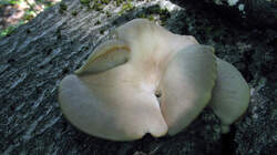 Pleurotus_pulmonarius_AWP_20220708.thumb.JPG.4843980c21b5c8472f7f575beedfc88e.JPG