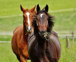 horses-for-two-coupling-stallion.jpg