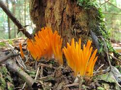 Calocera_viscosa_MVK_20130628-01.JPG