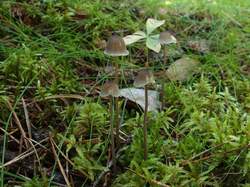 Mycena_galopus_MVK_20220801-01.JPG