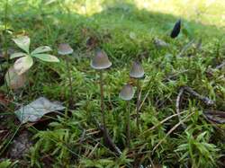 Mycena_galopus_MVK_20220801-03.JPG