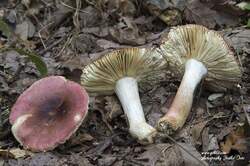 russula-graveolens-59001aa8-0b21-4884-ab46-9ce5bc066e2-resize-750.jpeg