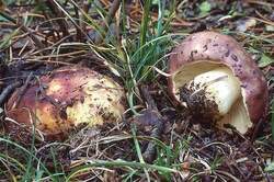 russula-graveolens-9d91e586-f1d8-43ad-ba47-215e897defb-resize-750.jpeg