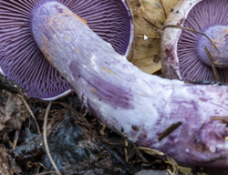 30953985_2022-09-2017_11_11-Cortinarius-porphyropus-2016-09-06-IMG_4352-494.jpg(JPEG102468.thumb.png.fb0a37dd3cdb84523e5043db101c45cc.png