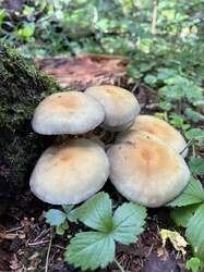 4EAB7B4D-1F94-411E-903D-457E18BFB389.jpeg