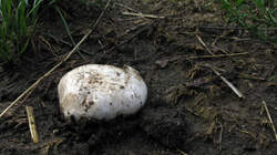 Agaricus_bitorquis_AWP_20220911_.thumb.JPG.a99ed1ebf1bc865c3a3064cbb60c8af3.JPG