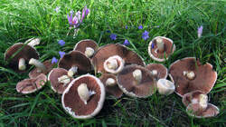 Agaricus_campestris_AWP_20220919.thumb.JPG.e1efb46a4fb9e9ab421d22ff5aeb28be.JPG
