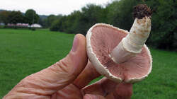 Agaricus_campestris_AWP_20220923.thumb.JPG.f3750af692ac40f12221bfb97cf44b63.JPG