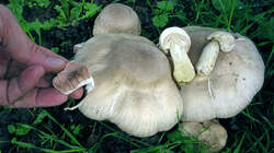 Agaricus_xanthodermus_AWP_20220919.thumb.JPG.653e719c1eb748f7a4d98b255601ddbd.JPG