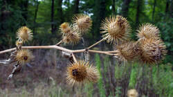 Arctium_lappa_3_AWP_20220829.thumb.JPG.5a696ceb2389e6f13949a0373a8675b7.JPG