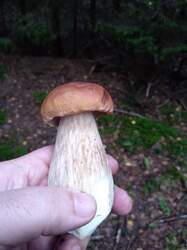 IMG_20210828_064953.thumb.jpg.a8e99b450eca7dc552b27ac9a9f8be23.jpg