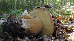 IMG_6507.thumb.JPG.c5cdcd76e706fe97de6989ee66cdc5f3.JPG