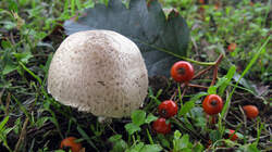 Leucoagaricus_barssii_2_AWP_20220919.thumb.JPG.1243c902a398a4a0d715beeb37d1c291.JPG