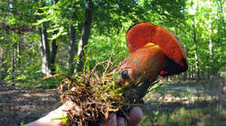 Neoboletus_erythropus_2_AWP_20220921.thumb.JPG.583f33e0b9bf71af78b1a883ae7bb308.JPG