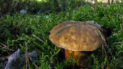 Neoboletus_erythropus_AWP_20220921.thumb.JPG.513a99d1c399c1df9b4c6e45ea2a79e9.JPG