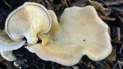Panus_neostrigosus_AWP_20220919.thumb.JPG.f4a35077f2d74907b57d7bd97e34ecc1.JPG