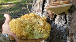 Sparassis_crispa_AWP_20220921.thumb.JPG.969a953e71b894f766f52ac1a546ef75.JPG