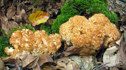 Sparassis_crispa_AWP_20220923.thumb.JPG.e135a31f6ccece605d4f5c377756c386.JPG