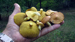 Suillus_granulatus_2_AWP_20220923.thumb.JPG.ba08a12a7a240f2e1515a29d9e773cb8.JPG