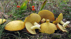 Suillus_granulatus_AWP_20220923.thumb.JPG.fbff1e6cd1737eead3588c9f8116ceaf.JPG