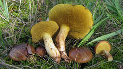 Suillus_mediterraneensis_AWP_20220923.thumb.JPG.9c29bc1912c8411066b7205335323c0f.JPG