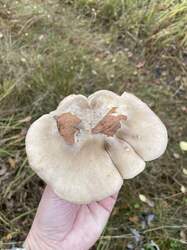 135688D7-02E9-493E-A6C1-1E31177D16AE.jpeg