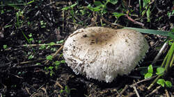 1409209058_Leucoagaricus_barssii_WP_20220927.thumb.JPG.ad72f1af5d1da2a33826f828fc4d94c8.JPG