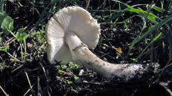 212556305_Leucoagaricus_barssii_WP_20220927_.thumb.JPG.4a7941360c8983cb69be8771a158f995.JPG